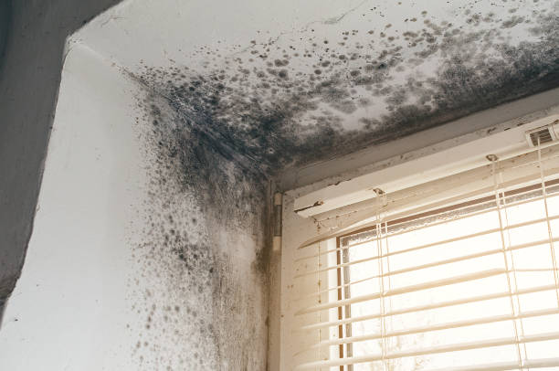Affordable Attic Mold Remediation solutions in Onley, VA